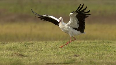Ciconia ciconia / Ooievaar / White Stork