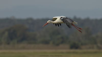 Ciconia ciconia / Ooievaar / White Stork