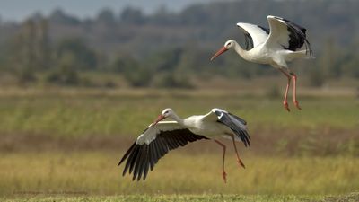 Ciconia ciconia / Ooievaar / White Stork