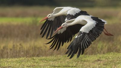 Ciconia ciconia / Ooievaar / White Stork