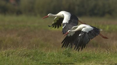 Ciconia ciconia / Ooievaar / White Stork
