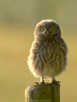 Athene noctua / Steenuil / Little owl