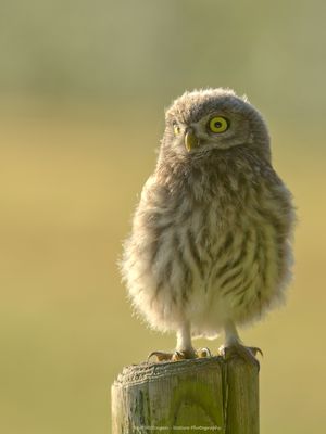 Athene noctua / Steenuil / Little owl