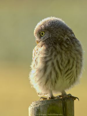 Athene noctua / Steenuil / Little owl