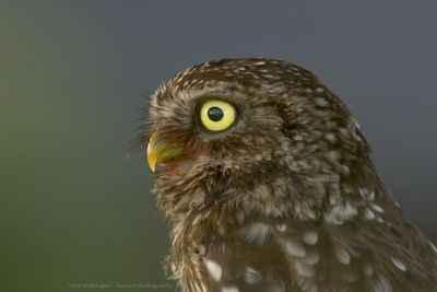 Athene noctua / Steenuil / Little owl