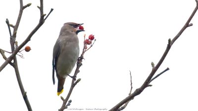 Bombycilla garrulus/ Pestvogel / Bohemian Waxwing 