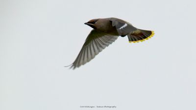 Bombycilla garrulus/ Pestvogel / Bohemian Waxwing 