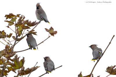 Bombycilla garrulus/ Pestvogel / Bohemian Waxwing 