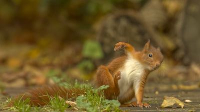 Sciurus Vulgaris / Eekhoorn / Red Squirrel