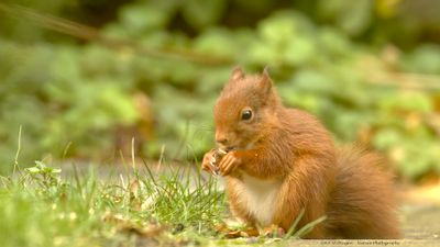 Sciurus Vulgaris / Eekhoorn / Red Squirrel