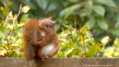 Sciurus Vulgaris / Eekhoorn / Red Squirrel