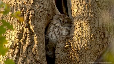 Strix aluco / Bosuil / Tawny owl