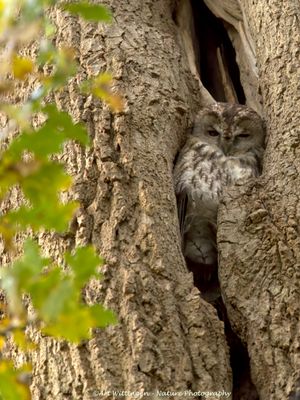 Strix aluco / Bosuil / Tawny owl