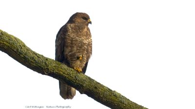 Buteo buteo / Buizerd / Common buzzard