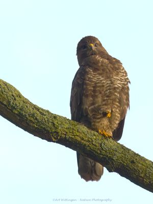 Buteo buteo / Buizerd / Common buzzard