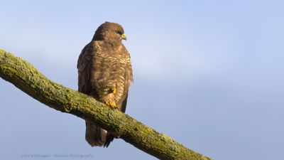 Buteo buteo / Buizerd / Common buzzard