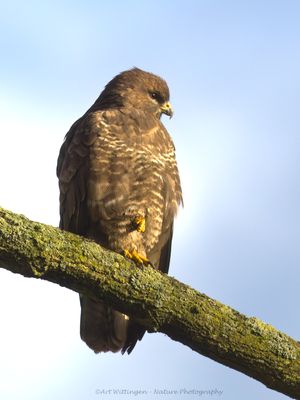 Buteo buteo / Buizerd / Common buzzard