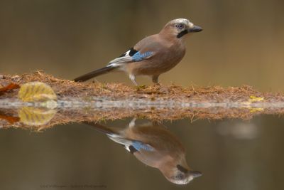 Garrulus Glandarius / Gaai / Eurasian Jay