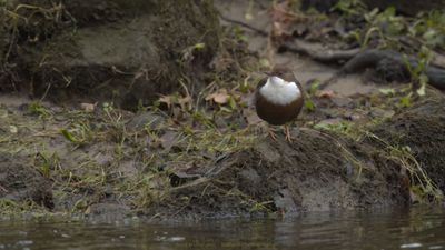 Cinclus cinclus / Waterspreeuw / Dipper