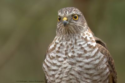 Accipiter nisus / Sperwer / Eurasian Sparrowhawk