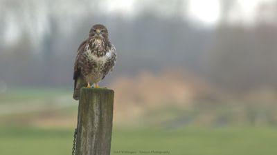 Buteo buteo / Buizerd / Common buzzard