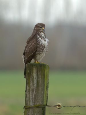 Buteo buteo / Buizerd / Common buzzard