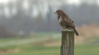 Buteo buteo / Buizerd / Common buzzard