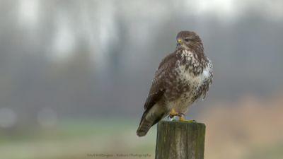 Buteo buteo / Buizerd / Common buzzard