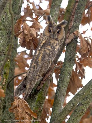 Asio Otus / Ransuil / Long-eared Owl