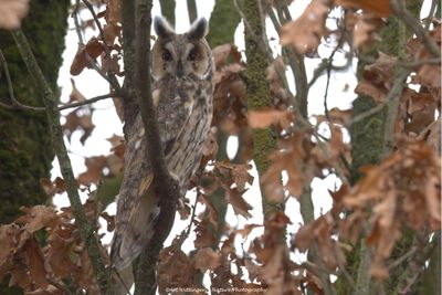 Asio Otus / Ransuil / Long-eared Owl