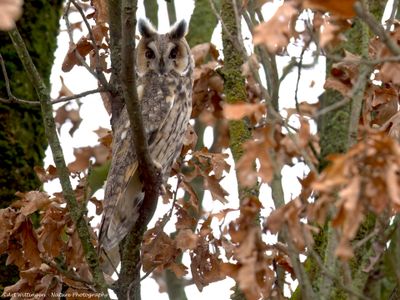 Asio Otus / Ransuil / Long-eared Owl