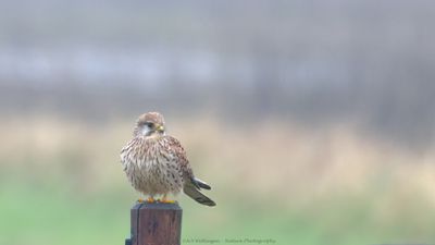 Falco Tinnunculus / Torenvalk / Kestrel