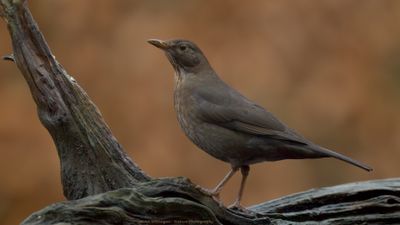 Turdus Merula / Merel / Common Blackbird