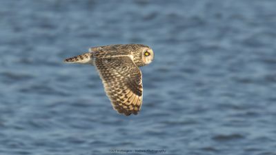 Asio flammeus / Velduil / Short-eared owl