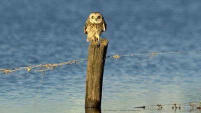 Asio flammeus / Velduil / Short-eared owl