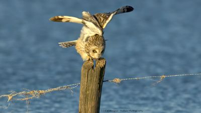 Asio flammeus / Velduil / Short-eared owl