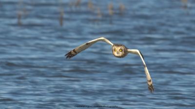 Asio flammeus / Velduil / Short-eared owl