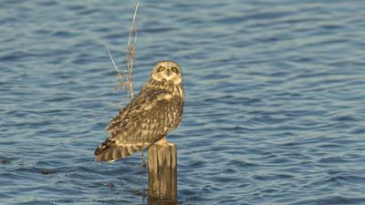 Asio flammeus / Velduil / Short-eared owl