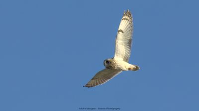 Asio flammeus / Velduil / Short-eared owl
