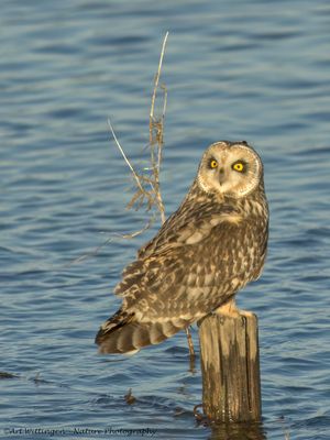 Asio flammeus / Velduil / Short-eared owl