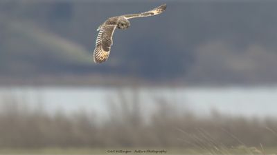 Asio flammeus / Velduil / Short-eared owl