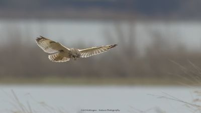 Asio flammeus / Velduil / Short-eared owl