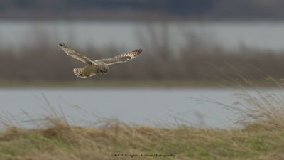 Asio flammeus / Velduil / Short-eared owl