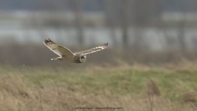 Asio flammeus / Velduil / Short-eared owl