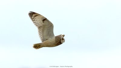 Asio flammeus / Velduil / Short-eared owl