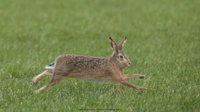 Lepus europaeus / Haas / Hare