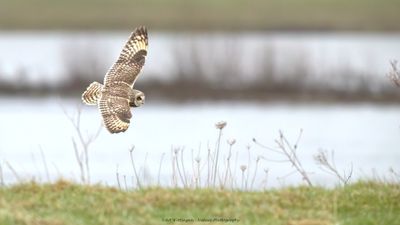 Asio flammeus / Velduil / Short-eared owl