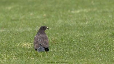 Buteo buteo / Buizerd / Common buzzard