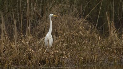 Egretta Alba / Grote Zilverreiger / Great White Heron