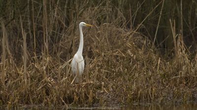 Egretta Alba / Grote Zilverreiger / Great White Heron